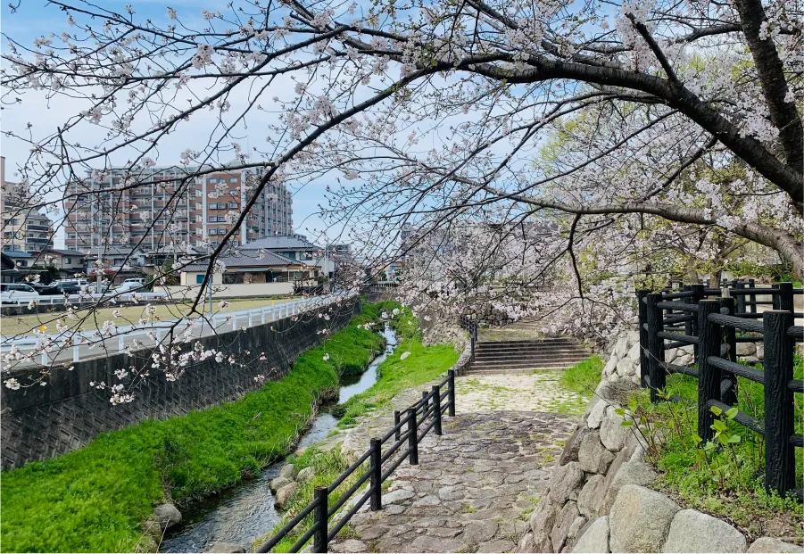 福岡市城南区の新築戸建・干隈の建売住宅は「プロスペリテ」住宅周辺の桜並木イメージ